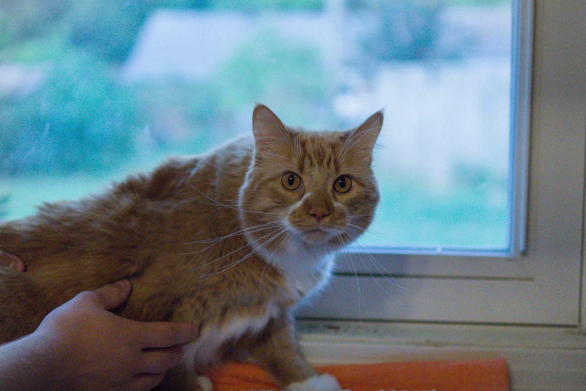 Orange long-haired cat sitting in a window
